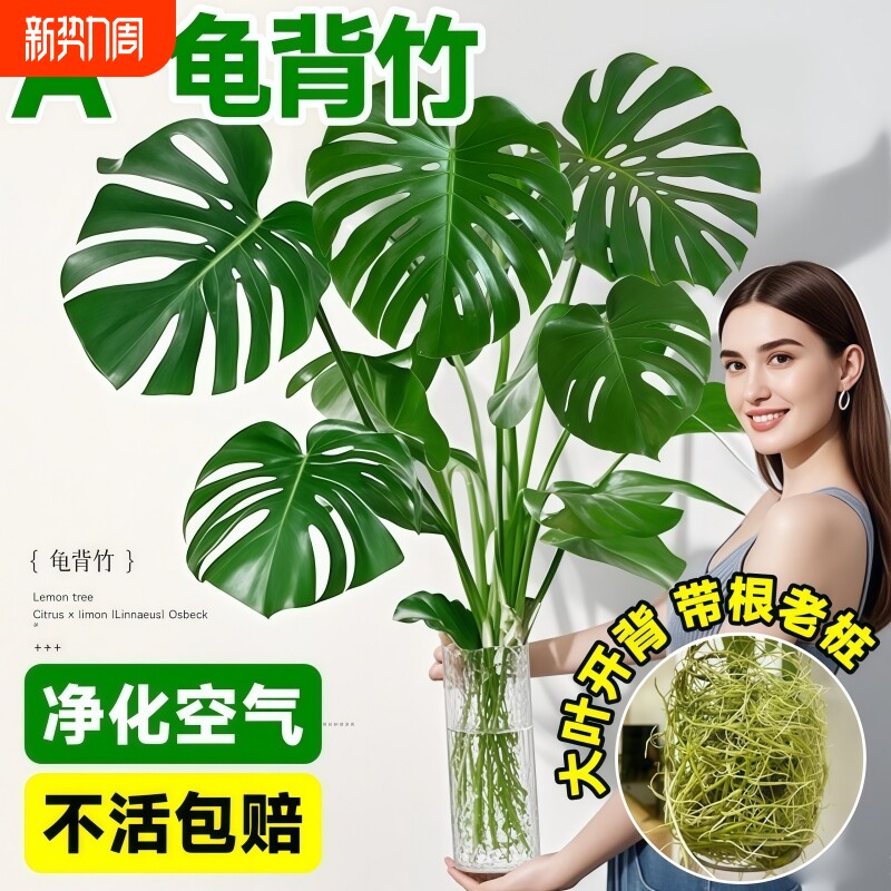 龟背竹水培盆栽净化空气水养富贵竹室内客厅桌面绿植物四季好养活