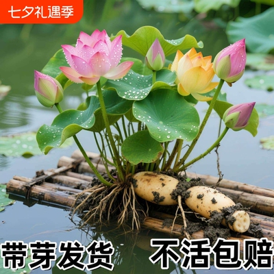 荷花盆栽莲花藕苗四季观赏藕种水培植物花卉睡莲莲藕苗种大型种藕
