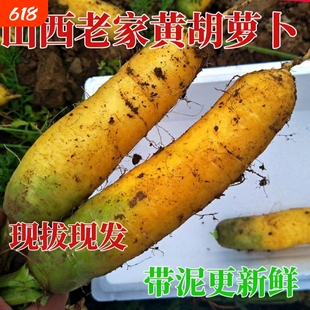 自种山西黄胡萝卜新鲜蔬菜农家热卖带泥黄胡萝卜抓饭专用宝宝辅食