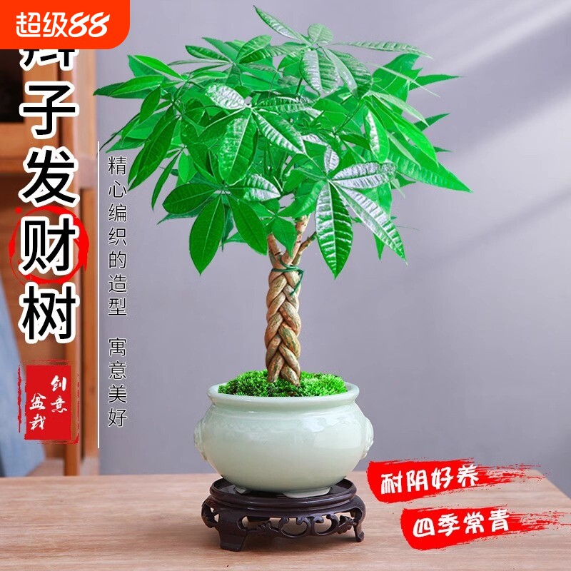 发财树盆栽植物室内花卉绿植好养客厅四季常青盆景办公桌微景观