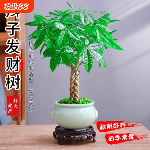 发财树盆栽植物室内花卉绿植好养客厅四季常青盆景办公桌微景观