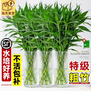 富贵竹水培植物绿植室内盆栽客厅招财粗杆带根水养节节高特级竹子