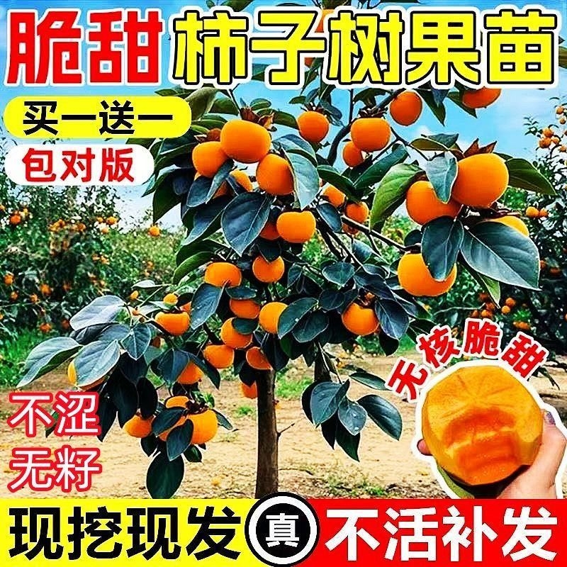 无核脆甜柿子树果苗嫁接庭院果树特大号盆栽矮化耐寒火晶柿子树苗