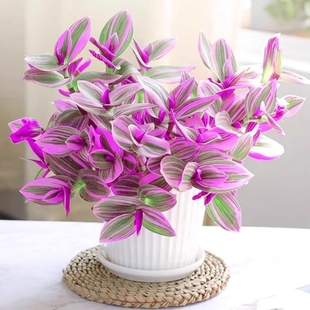 油画婚礼吊兰盆栽紫露兰花水培花卉多肉植物发财树室内好养小绿植