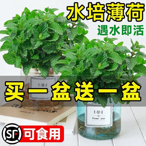 薄荷盆栽水培植物驱蚊可食用
