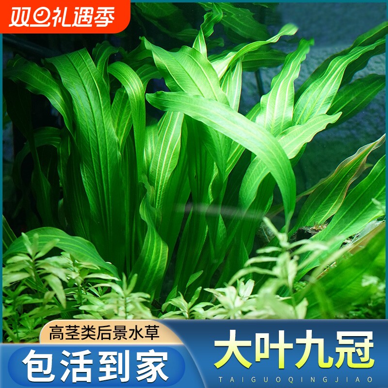 大叶九冠鱼缸造景专用阴性水草