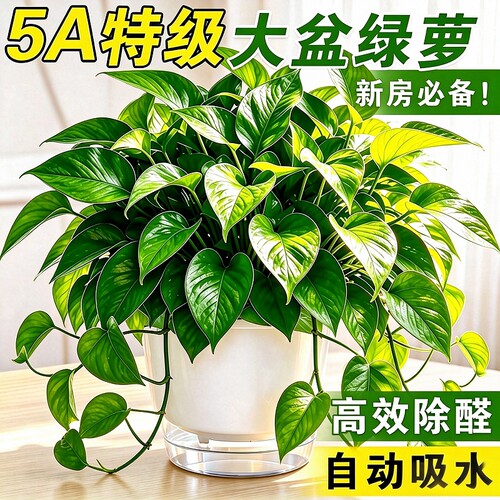 绿箩植物室内吸长藤甲醛大叶绿萝盆栽除四季绿植好养水培大盆适合
