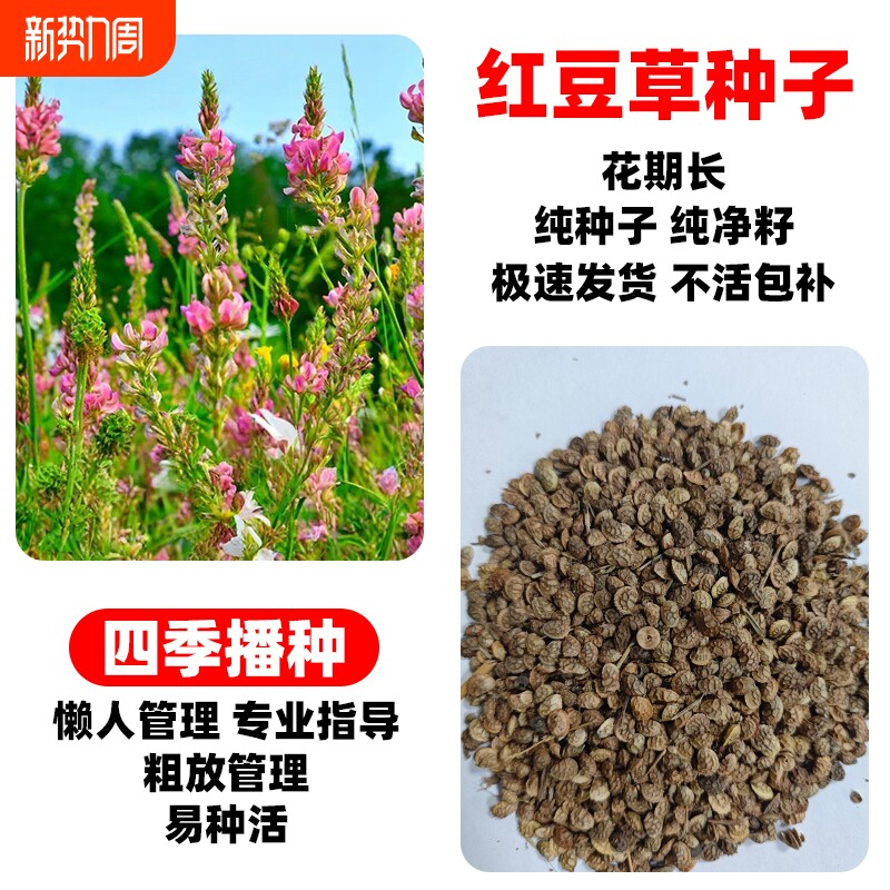 红豆草种子高产牧草种籽果园绿肥青饲绿化护坡固土耐寒旱种植播种