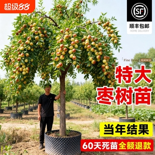 枣树活苗沾化冬枣青枣树苗南方北方种植庭院地栽果树果苗当年结果