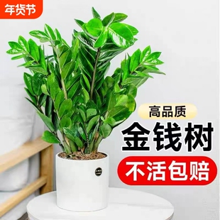 金钱树盆栽植物室内花卉大型客厅好养绿植大摇钱小发财树办公桌