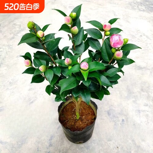 香妃茶花盆栽山茶花树苗室内庭院阳台花境花卉好养带花苞开花花期