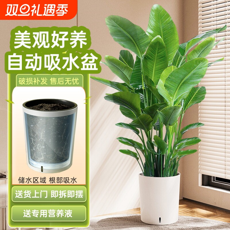 天堂鸟绿植室内大型好养吸水盆办公室花卉四季青大叶客厅植物盆栽