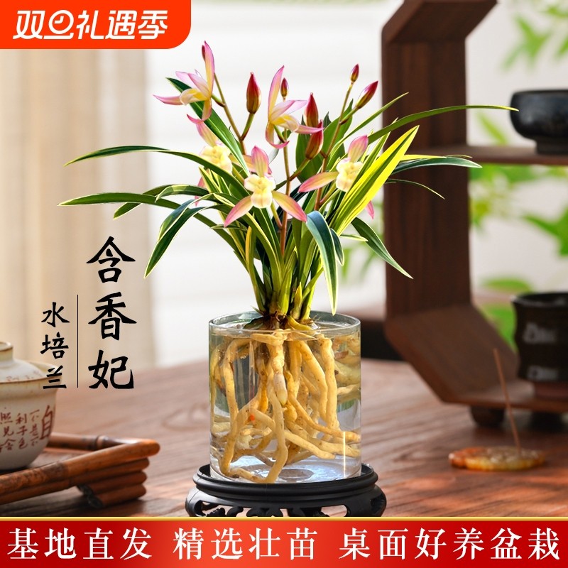 金边水培香水兰花苗四季兰好养室内阳台绿植浓香矮种桌面盆栽花卉