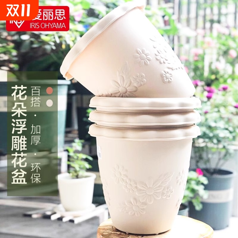 爱丽丝加仑肉肉清仓加厚种植兰花