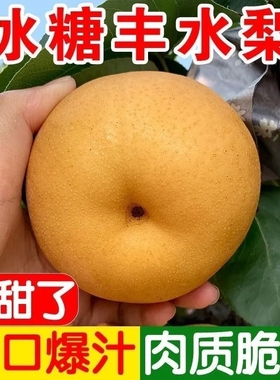 正宗山东秋月梨脆甜多汁新鲜当季梨子礼盒应季孕妇水果现发整箱包
