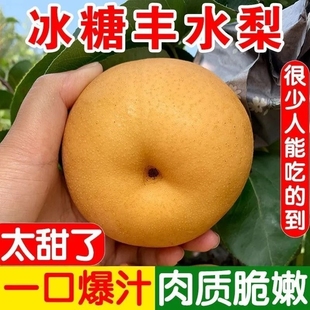 正宗山东秋月梨脆甜多汁新鲜当季 孕妇水果现发整箱包 梨子礼盒应季