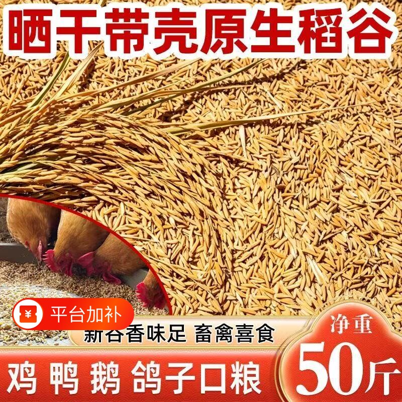 当季农家带壳稻谷谷子水稻稻子带壳粮食喂鸡鸭鹅鸽鸟仓鼠宠物饲料