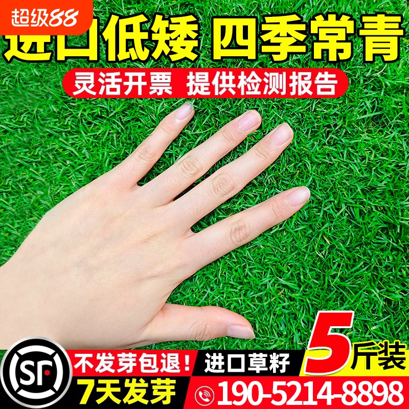 草坪草籽四季常青护坡狗牙根庭院草皮绿化百慕大黑麦草草种子耐寒