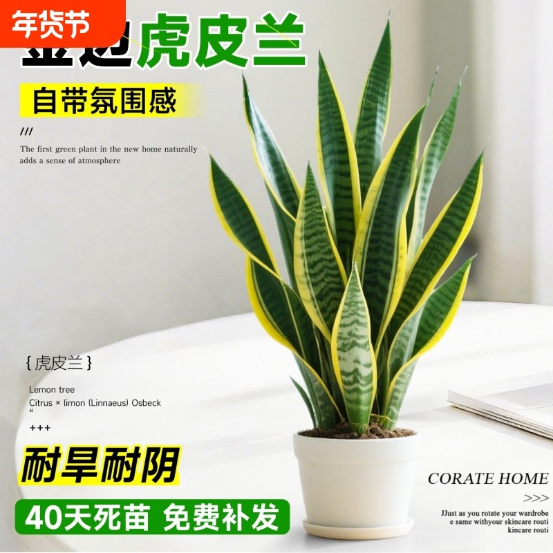 金边虎皮兰盆栽绿植多肉易活好养植物办公室内花卉大全客厅虎尾兰,鲜花速递/花卉仿真/绿植园艺,大型绿植/成品组合盆栽,淘宝优惠券,粉丝福利购,淘宝优惠卷