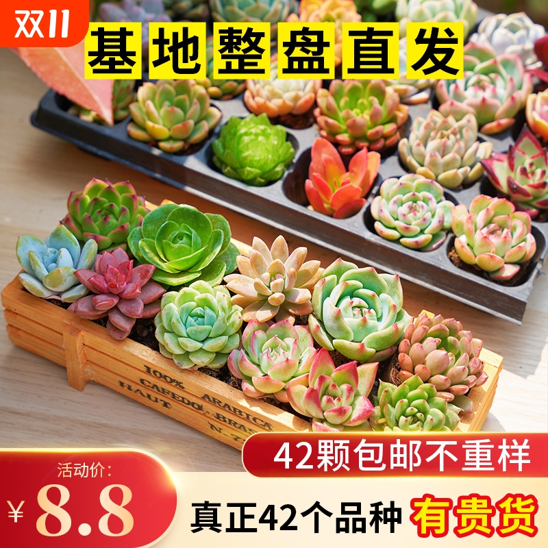 精品好货多肉植物肉肉套餐含盆带土栽好包邮大颗好养易活桃蛋玉露