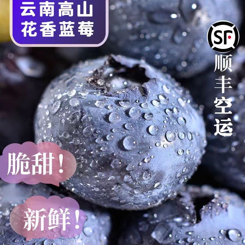 顺丰云南高山蓝莓鲜果原生态当季新鲜4盒500g大果花香现摘优选
