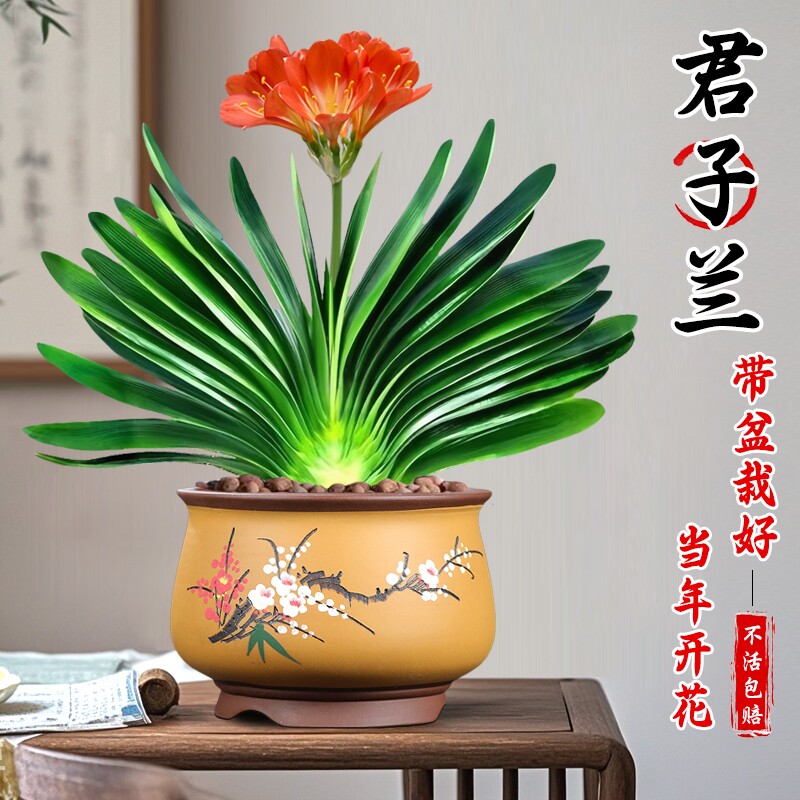 君子兰盆栽带花苞精品名贵花卉植物国宝级室内四季好养开花小苗
