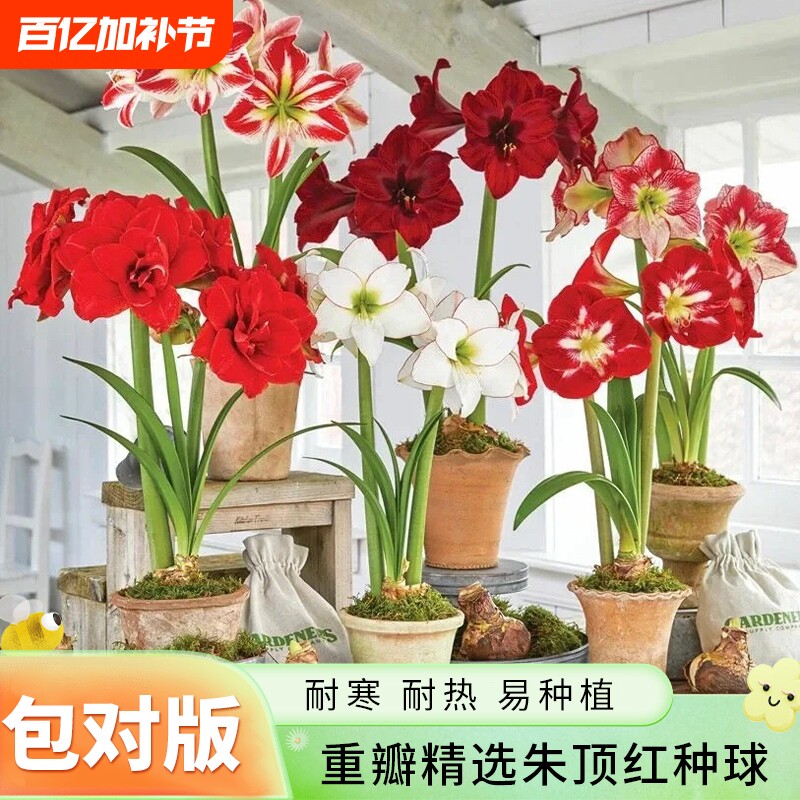 重瓣朱顶红种球室内外桌面阳台盆栽庭院地载耐寒耐热植物花卉绿植