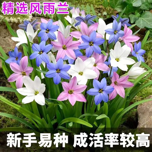 重瓣风雨兰阳台庭院花卉绿植盆栽