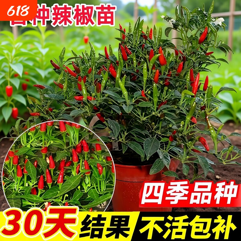 辣椒苗秧苗小米辣魔鬼朝天椒苗种子籽薄皮青椒四季蔬菜苗盆栽树苗