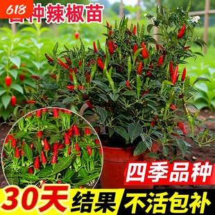 辣椒苗秧苗小米辣魔鬼朝天椒苗种子籽薄皮青椒四季蔬菜苗盆栽树苗