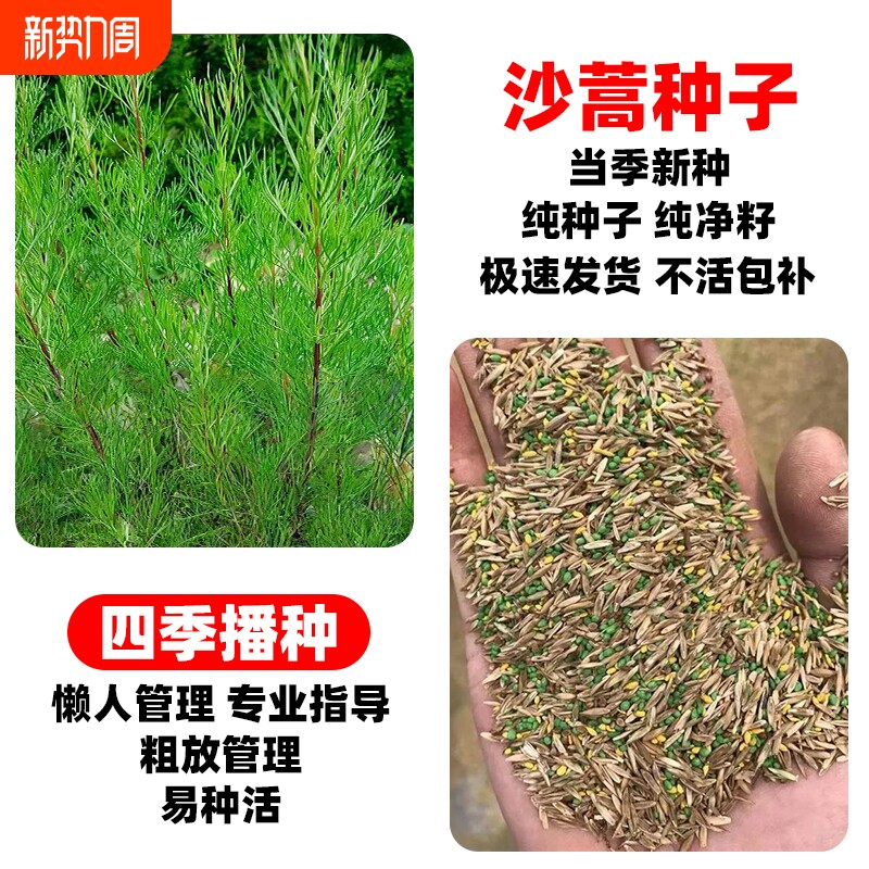 沙蒿种子多年生抗风沙牧草种籽野生护坡固土荒漠植被生态绿化草籽