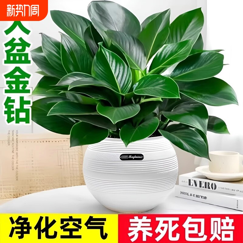 金钻盆栽绿萝室内植物花卉办公室水培绿植多肉净化空气去除甲醛