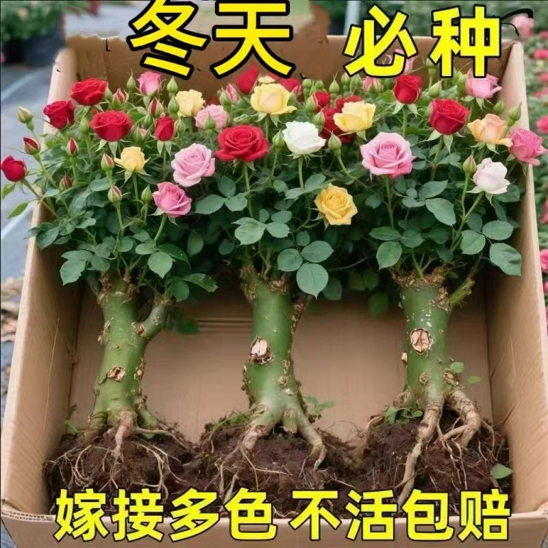 玫瑰花苗老桩盆栽花卉多季节开花绿植物月季蔷薇老根阳台四季种植,鲜花速递/花卉仿真/绿植园艺,月季/蔷薇/玫瑰,淘宝优惠券,粉丝福利购,淘宝优惠卷