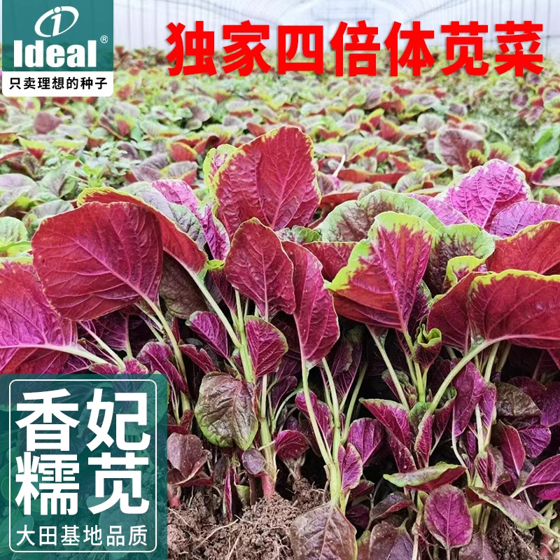 苋菜种籽老品种大圆叶全红苋菜种子四季种植农家汉菜种籽蔬菜大全