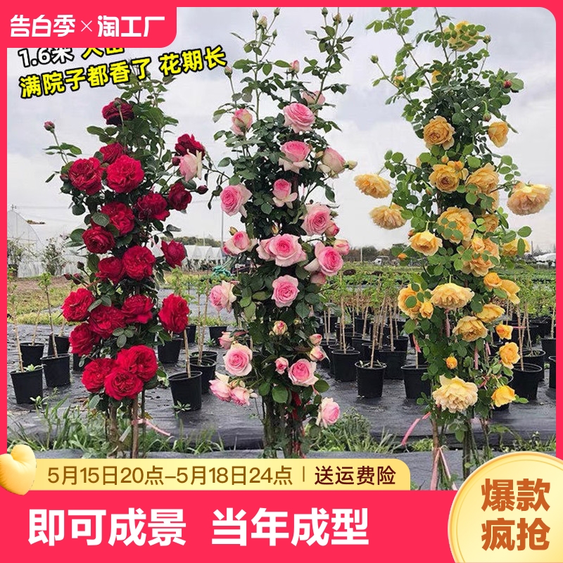 【1米6大苗】蔷薇花苗藤本月季特大花爬藤植物四季开花卉盆栽玫瑰 鲜花速递/花卉仿真/绿植园艺 月季/蔷薇/玫瑰 原图主图