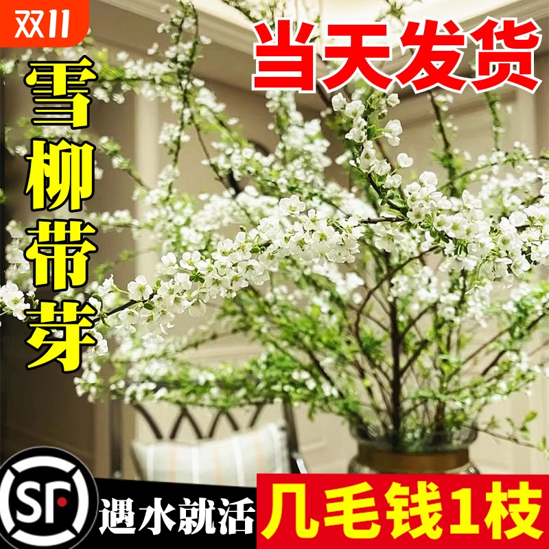 雪柳鲜枝干枝支室内水养水培植物插花好养银柳真花卉盆栽龙柳绿植