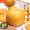 正宗秋月梨新鲜梨子4.5斤