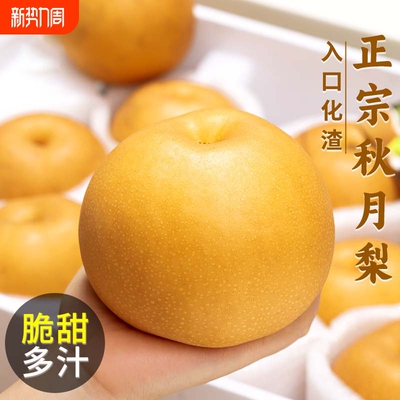 正宗秋月梨新鲜梨子当季现摘