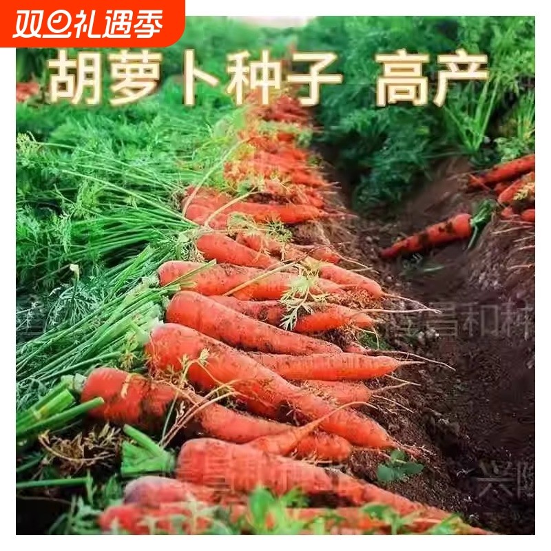 【七寸参】胡萝卜种子四季耐热甜脆高产红芯糖芯水果萝卜蔬菜种子