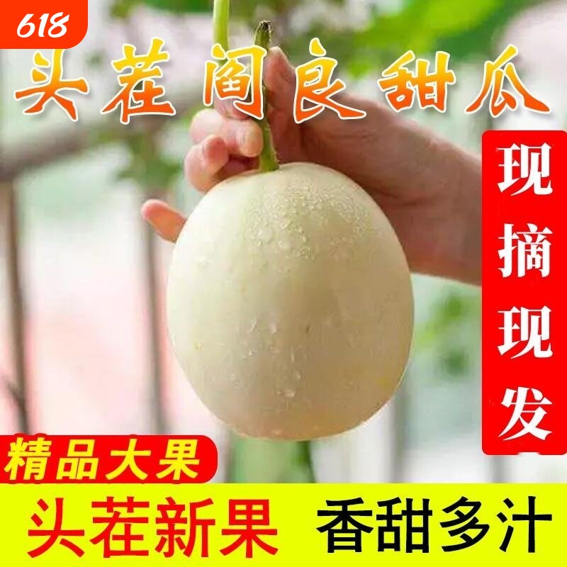 陕西阎良甜瓜新鲜香瓜应季当季现摘时令水果头茬蜜蜜瓜脆小籽白瓜