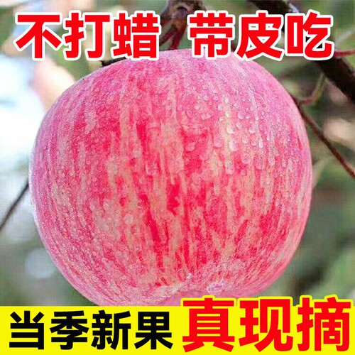 26年陕西红富士苹果水果当季冰糖心丑苹果脆甜新鲜现摘一整箱包邮