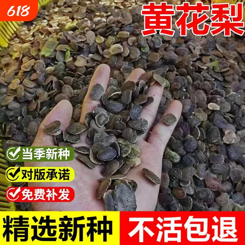 黄花梨种子正宗海南降香黄檀当年新采珍稀乔木庭院名贵红木树种籽