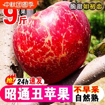 云南昭通市丑苹果水果新鲜整箱当季9斤红露富士糖心苹果绍通包邮