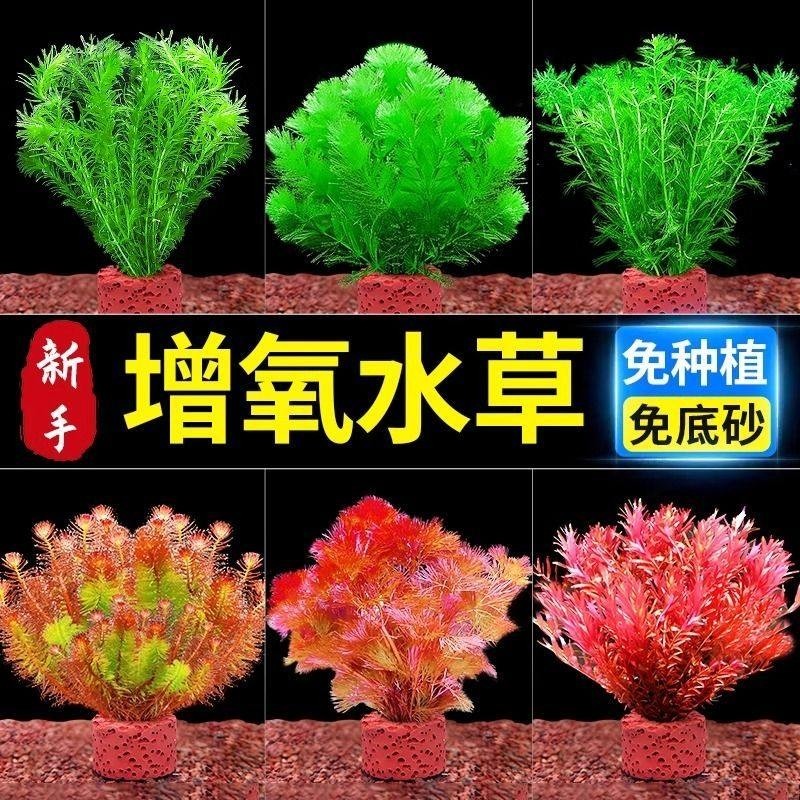 鱼缸水草植物造景净化水质火山制氧水草鱼缸专用懒人装饰新型摆件