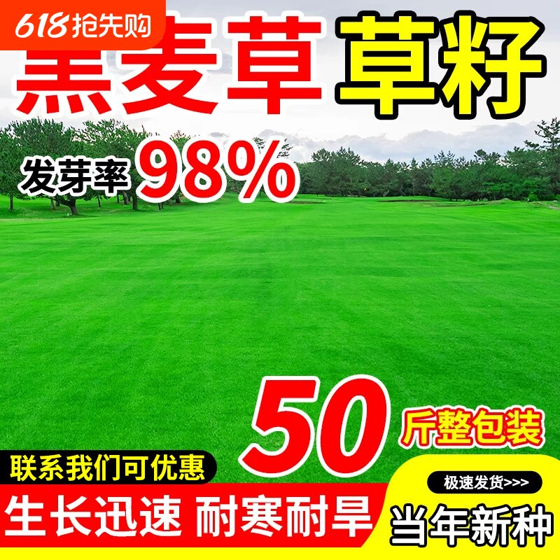 黑麦草草籽多年生矮生耐寒四季常青庭院草坪草皮绿化护坡草皮种子