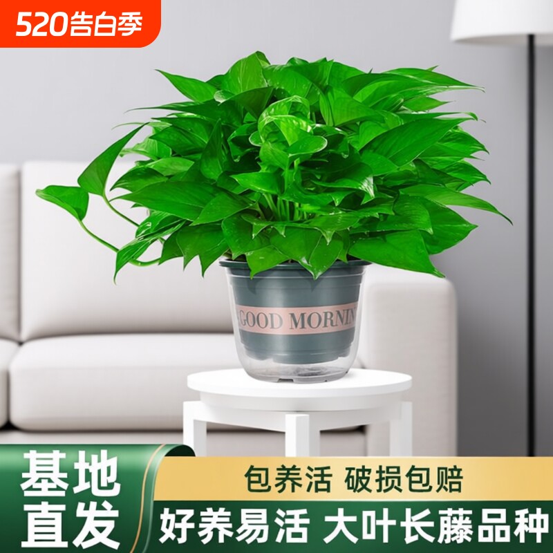 绿萝盆栽室内植物新房家用净化空气水培绿植花卉长藤垂吊大叶绿萝