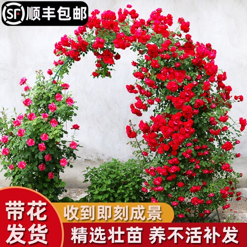 甜蜜红木香爬藤植物四季特大花