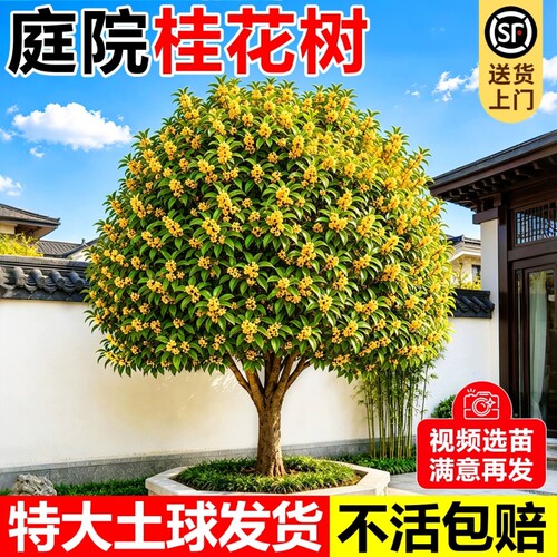 四季桂花树大树桂金桂四季桂庭院别墅盆地栽南北方耐寒浓香花卉