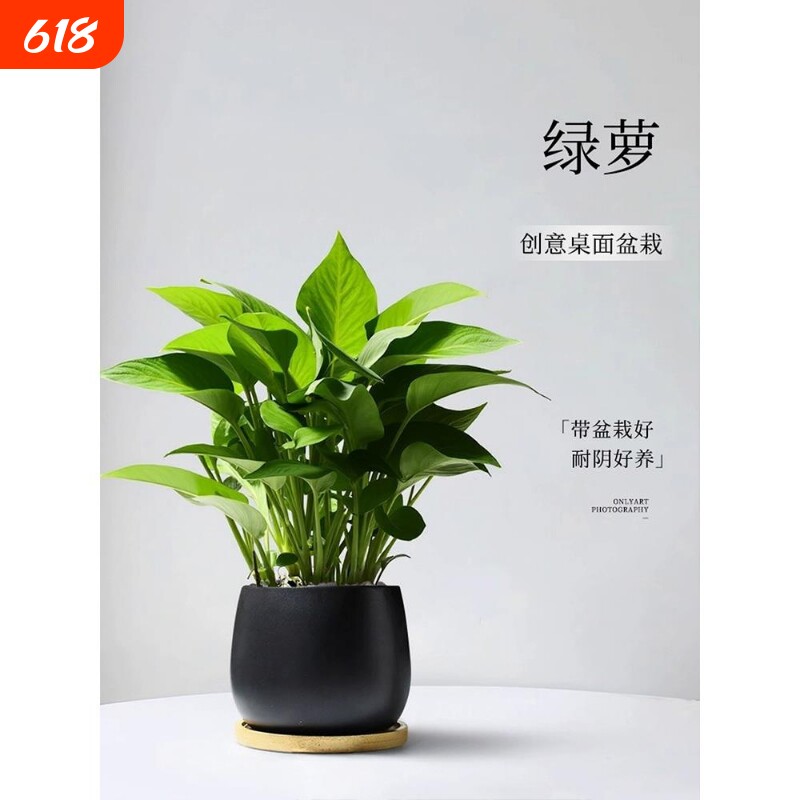 绿萝小盆栽绿箩室内客厅绿植卧室摆件植物办公室工位桌面耐阴阳台