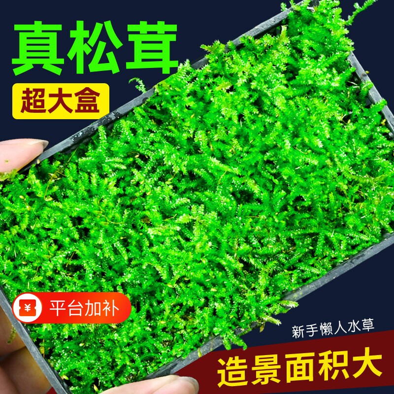 莫斯水草鱼缸造景专用慕斯树装饰前景植物火焰定植鹿角沉木莫斯树